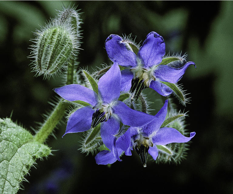 Don't remove these herb flowers in June: they'll attract bees ...