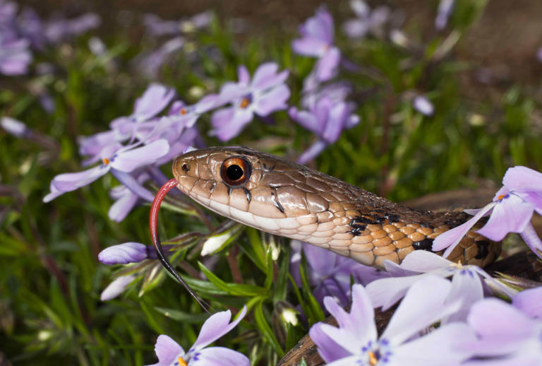 Curated visual reference: Fresh Look at How To Keep Snakes Out Of Your Garden Naturally According