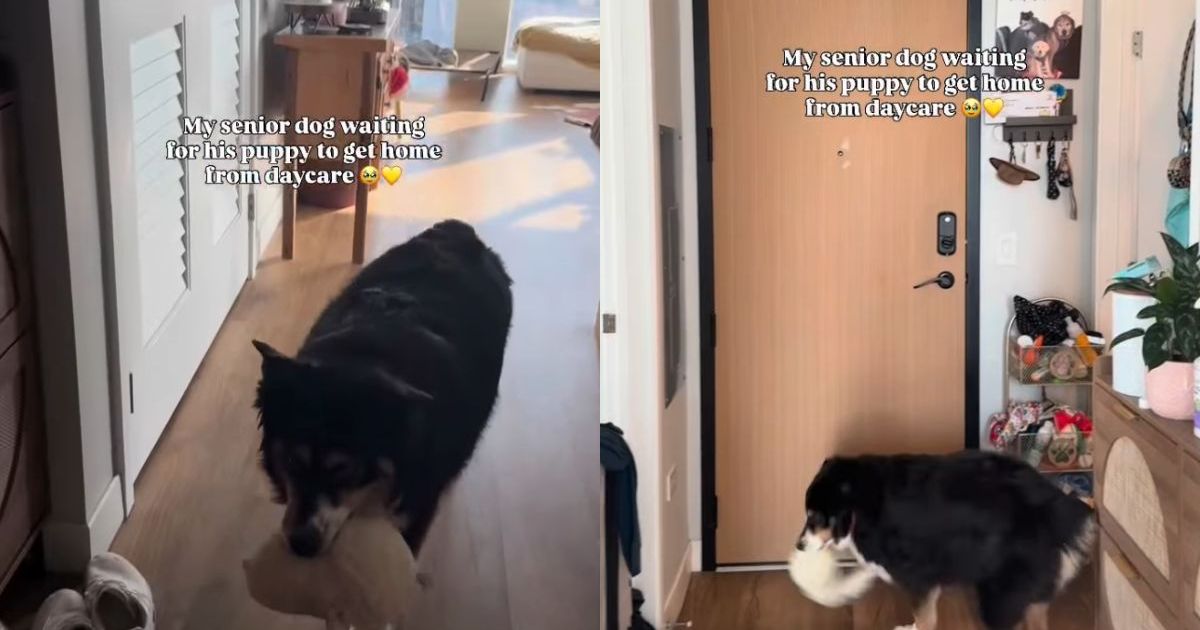 Senior dog stands at the door with his toy, waiting for puppy to come home