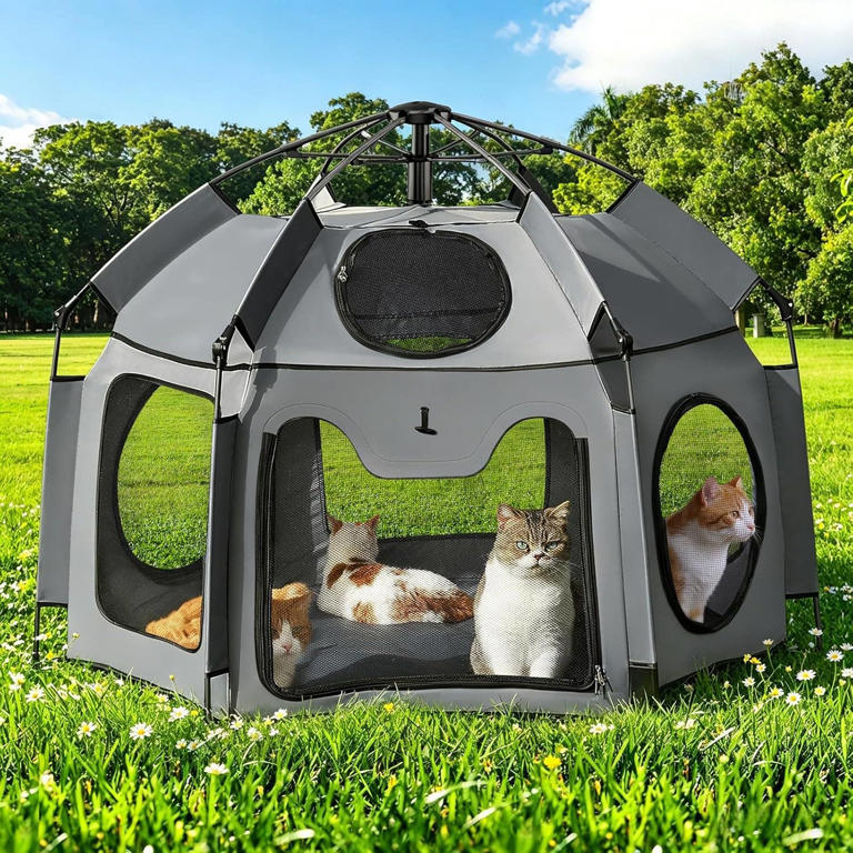 Amazon’s clever portable catio lets indoor cats safely enjoy the outdoors