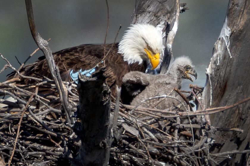 Two bald eagles seen taking it easy in LA County park