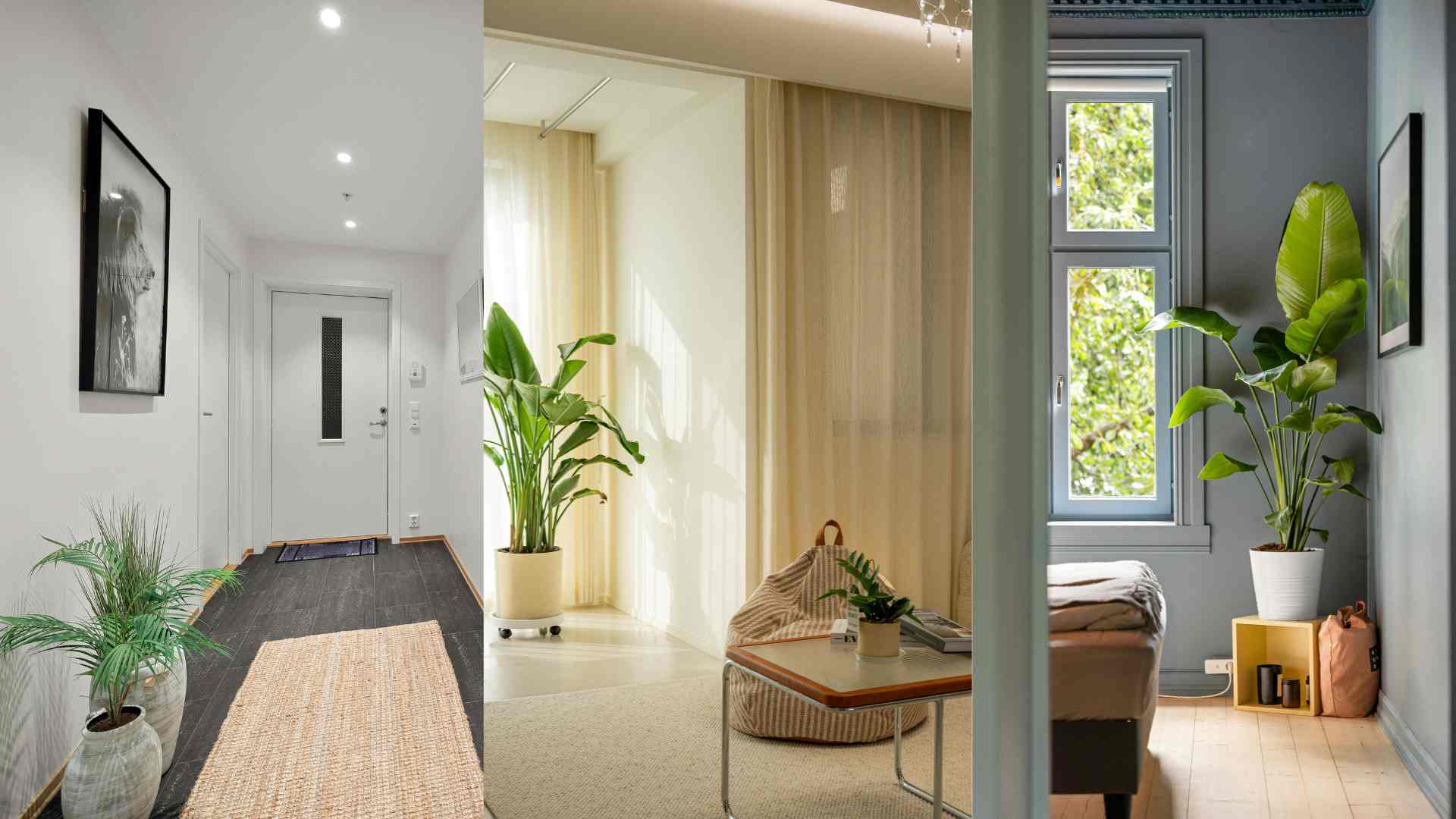 Gợi ý chọn cây xanh phù hợp cho từng không gian trong nhà