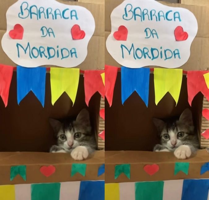 Fofura junina! Gatinho encanta a web ao aparecer na barraca da mordida
