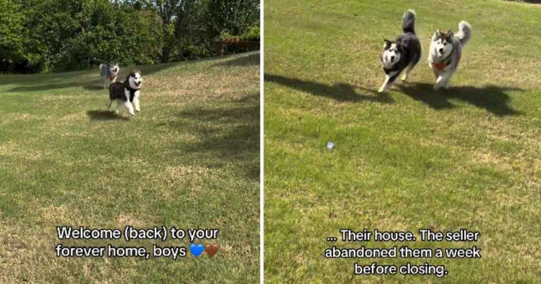 Abandoned rescue dogs get second chance in the same house where they ...