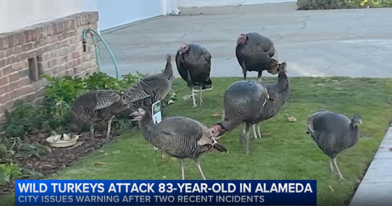 California woman left with horrific injuries after being attacked by ...