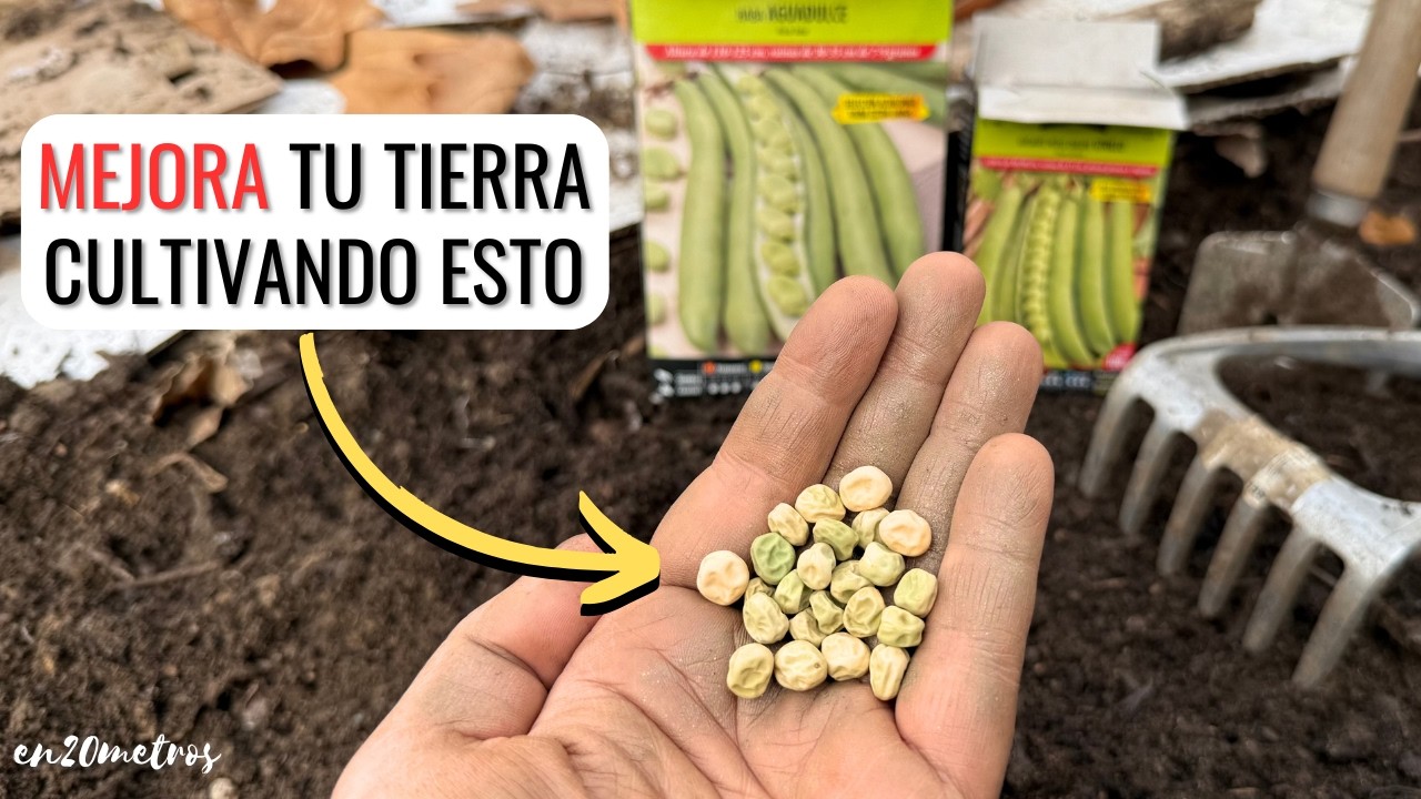 SIEMBRA ORO EN TU HUERTO: mejora tu TIERRA con HABAS y GUISANTES ...