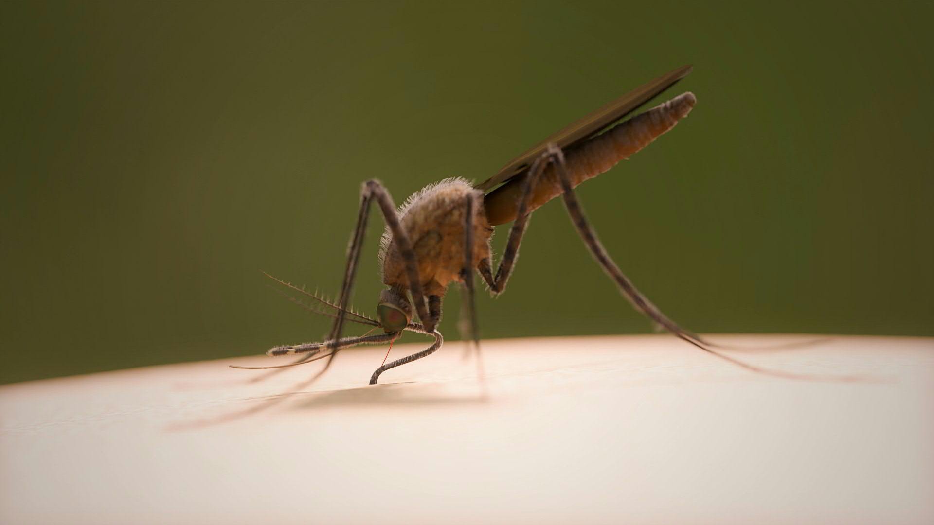 3D animation: The Anopheles mosquito