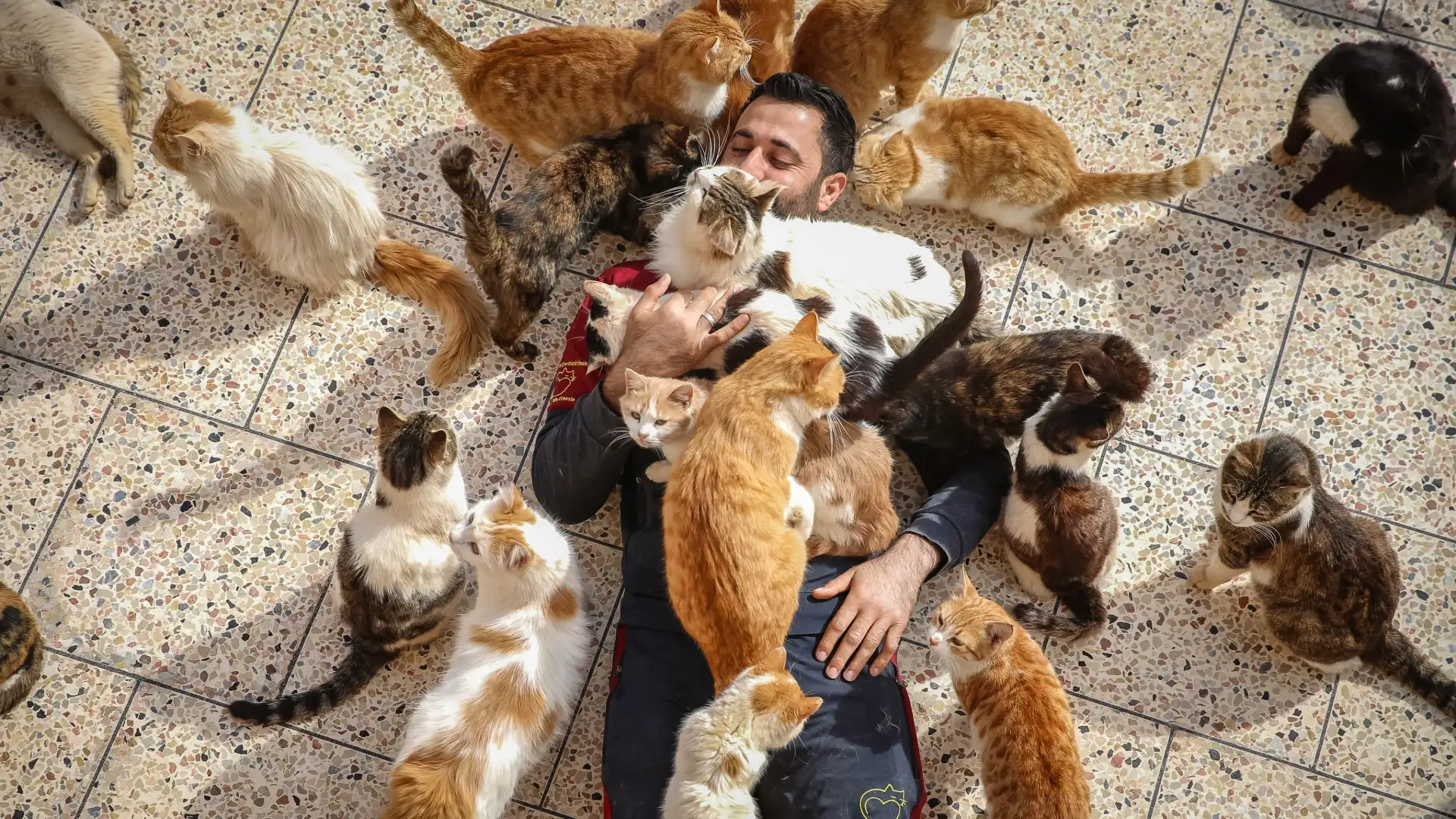 Picture Idea: 2 Surprising Links Between Cats And Humans But Only 1