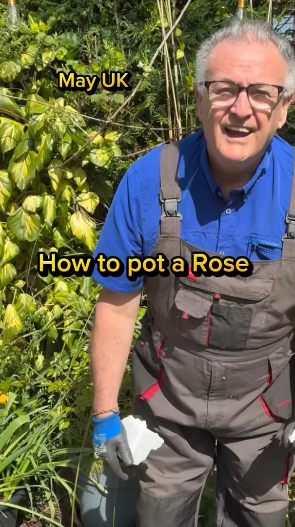 How to pot up a rose