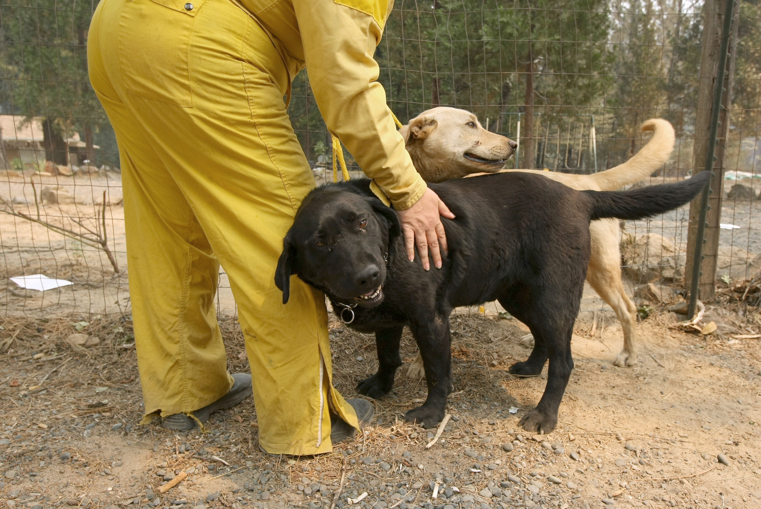 How to prepare for a natural disaster with your pup