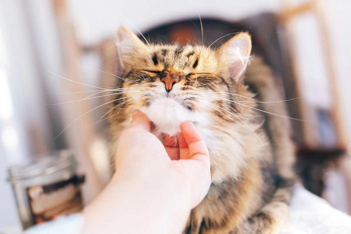 猫の『毛色が変化する』理由5つ 環境に左右されることも？意外なヒミツをご紹介
