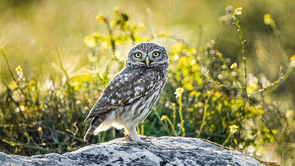 Turn your backyard into an owl haven