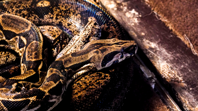10 types of pythons found across the world: Meet the world’s longest ...