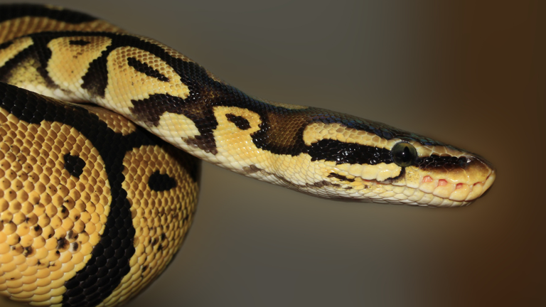 10 types of pythons found across the world: Meet the world’s longest ...