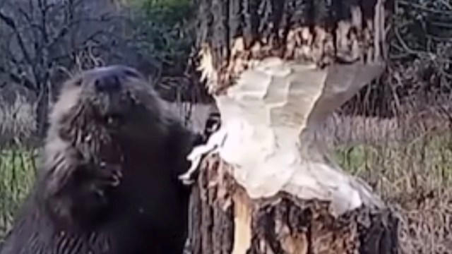 Clip shows beaver freezing mid-chew to avoid getting crushed by its own ...