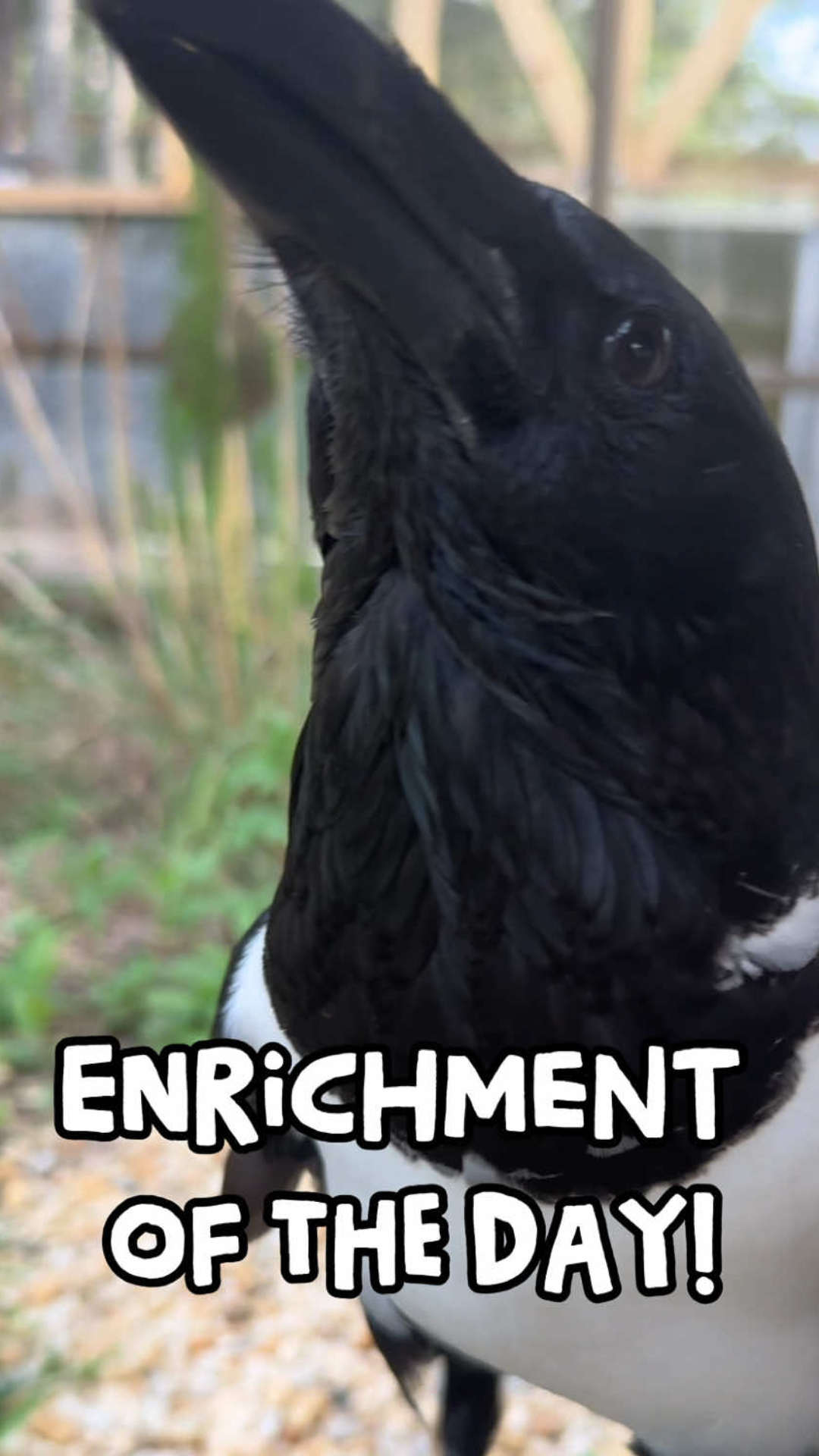 The clever enrichment ideas keeping this crow engaged