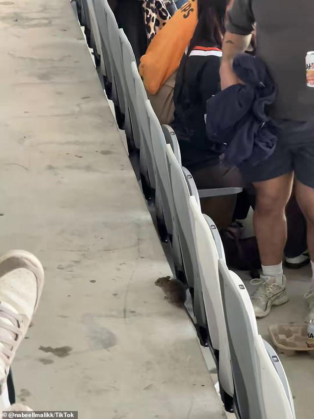 See the moment footy fans panic as a rat runs amok in the stands at NRL ...