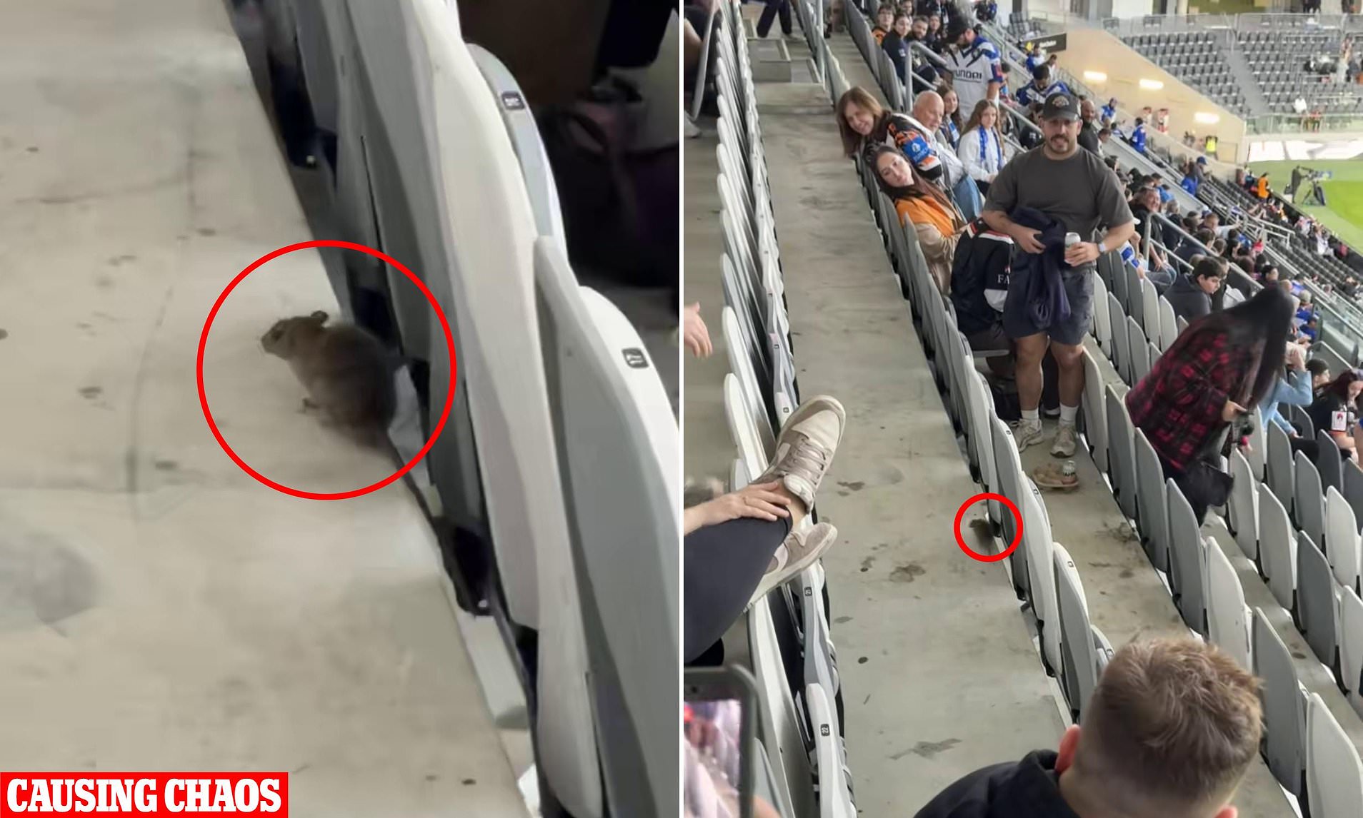 See the moment footy fans panic as a rat runs amok in the stands at NRL ...