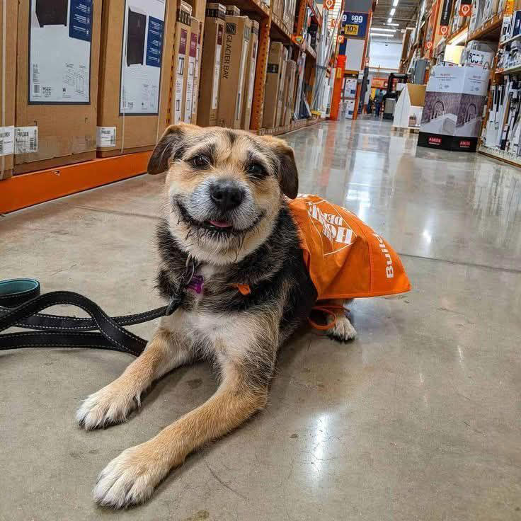 Il cane più anziano del rifugio adottato dopo anni di attesa