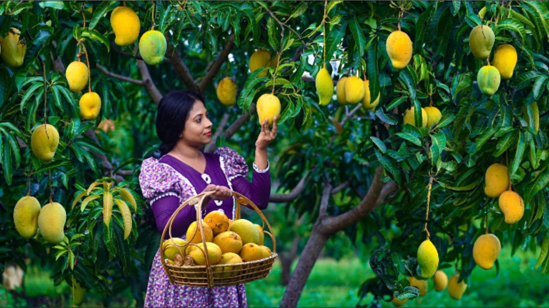 From a giant mango harvest to an incredible homemade dessert