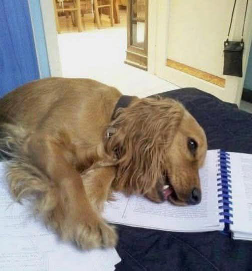 Non era solo un animale: il dolore per il cane vissuto quindici anni in ...
