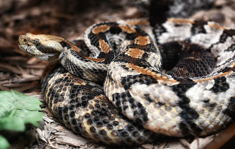 New Jersey has more rattlesnakes than you think—here are 6 places to know