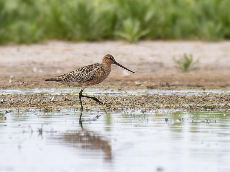 Not just seniors: Birding sees surge in Edmonton, young hobbyists on ...