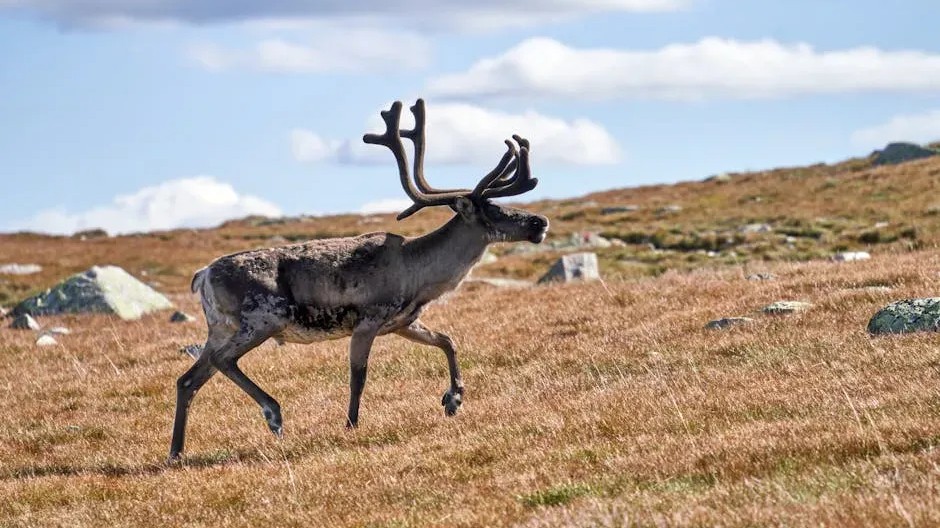 The most resilient animals living in America's toughest climates