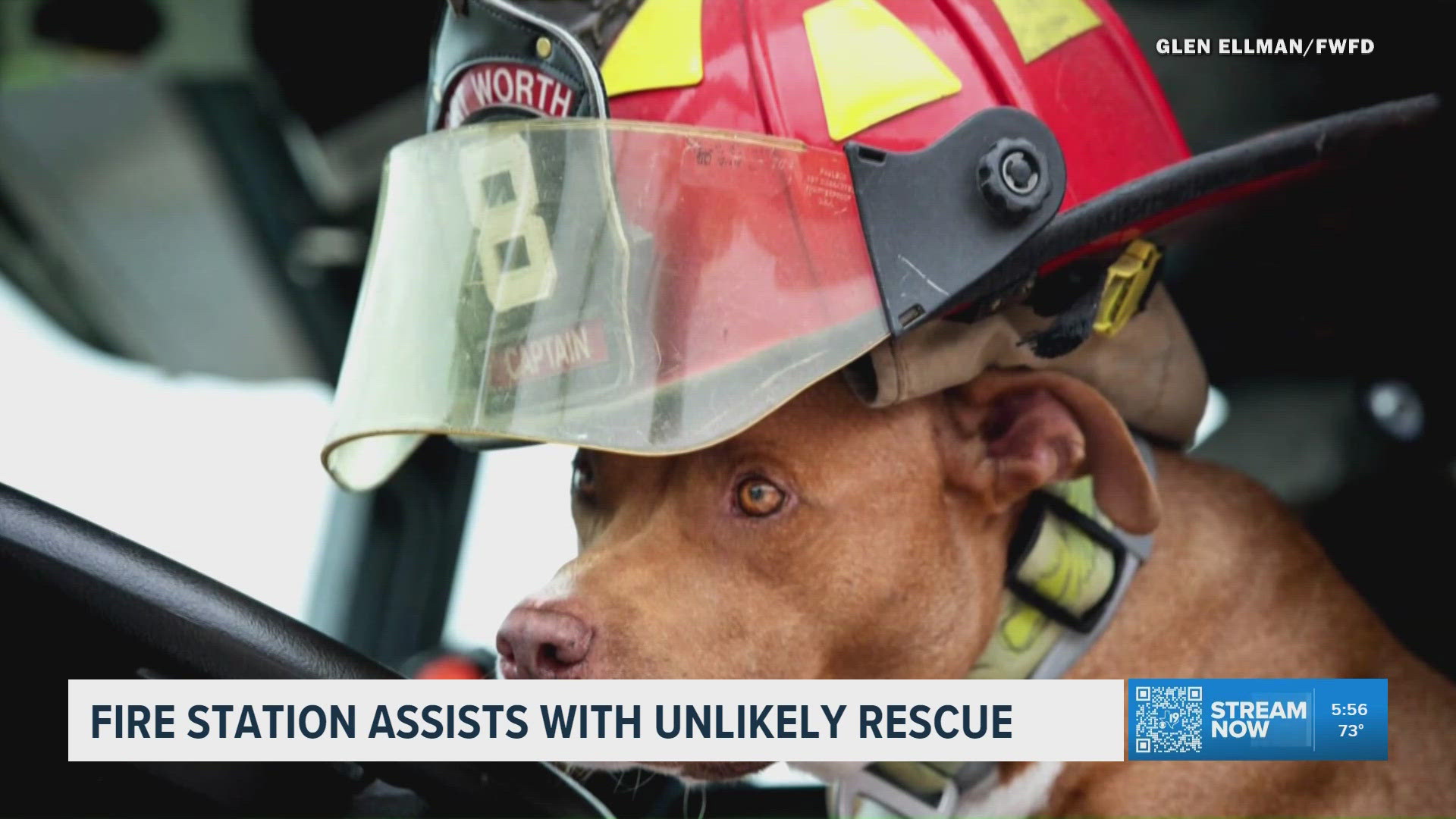Fort Worth fire station rescues dog surrendered by homeless owner in ...