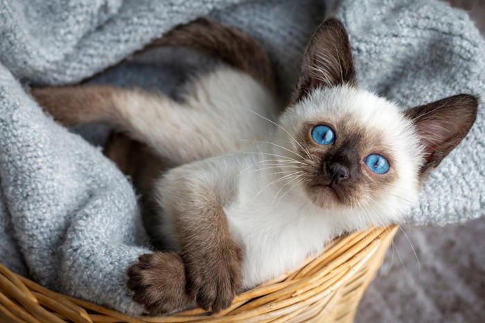 猫の『毛色が変化する』理由5つ 環境に左右されることも？意外なヒミツをご紹介