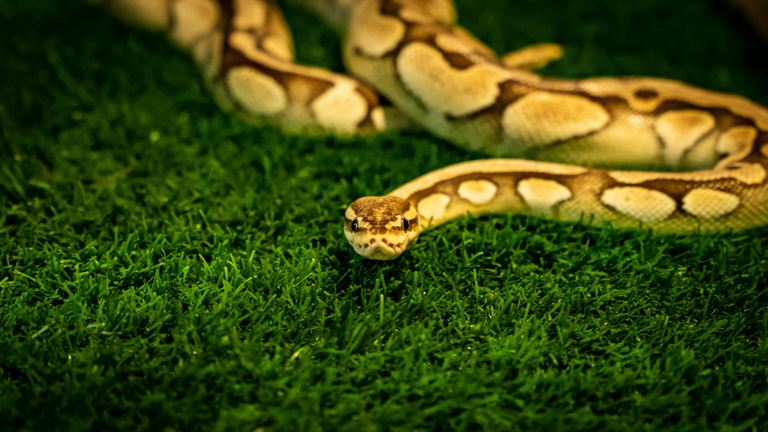 10 types of pythons found across the world: Meet the world’s longest ...