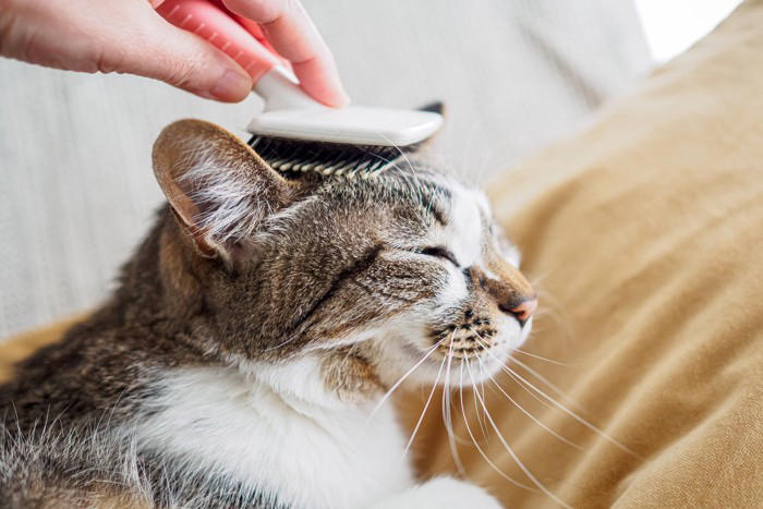 猫の『毛色が変化する』理由5つ 環境に左右されることも？意外なヒミツをご紹介