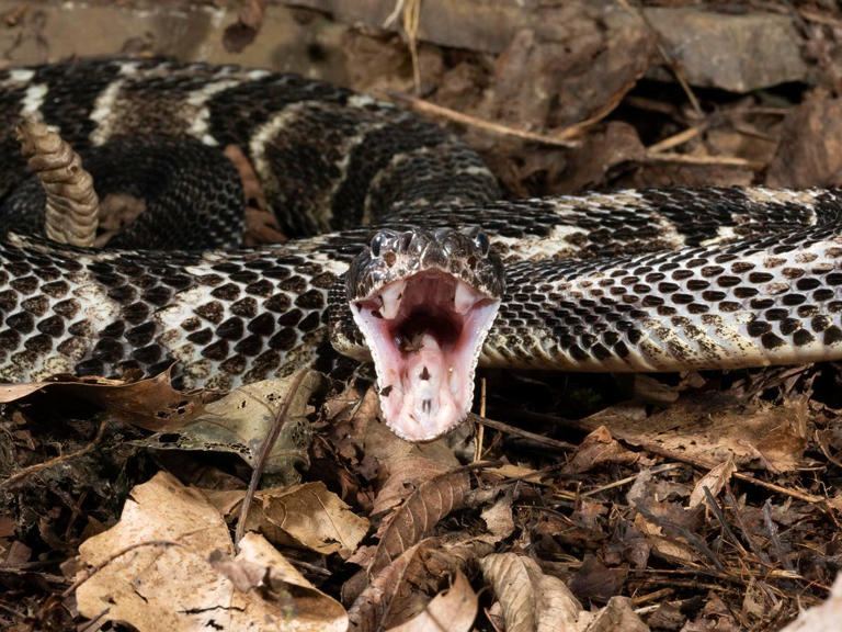New Jersey has more rattlesnakes than you think—here are 6 places to know