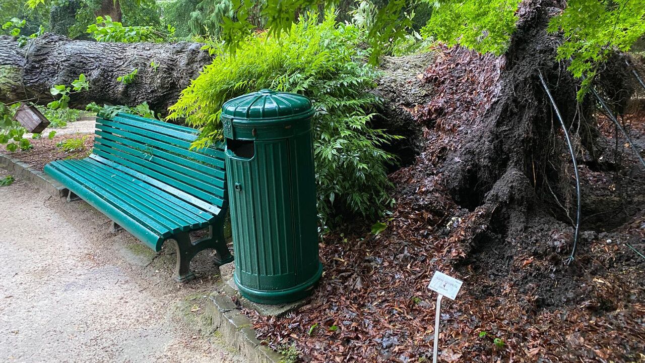 Noodweer velt eeuwenoude olm in Kruidtuin: Leuven plant herdenkingsmoment