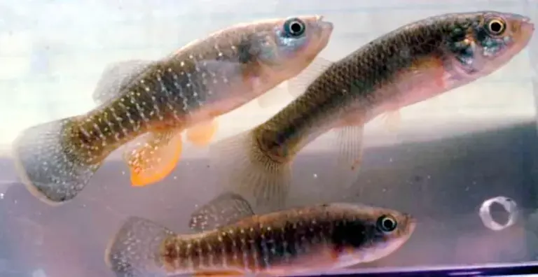 The most resilient animals living in America's toughest climates