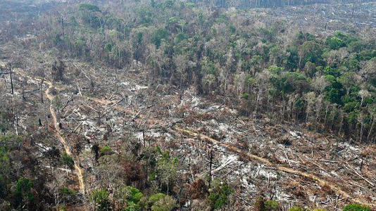 Segundo governo americano, dificuldade do Brasil em combater o desmatamento prejudica produtores agrícolas e de madeira americanos