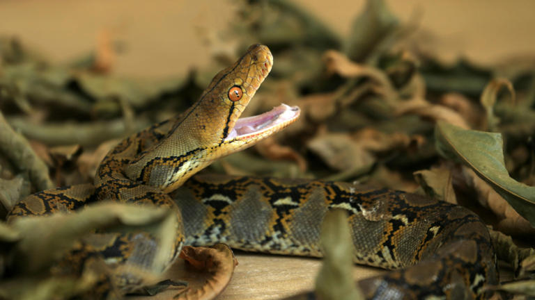 10 types of pythons found across the world: Meet the world’s longest ...