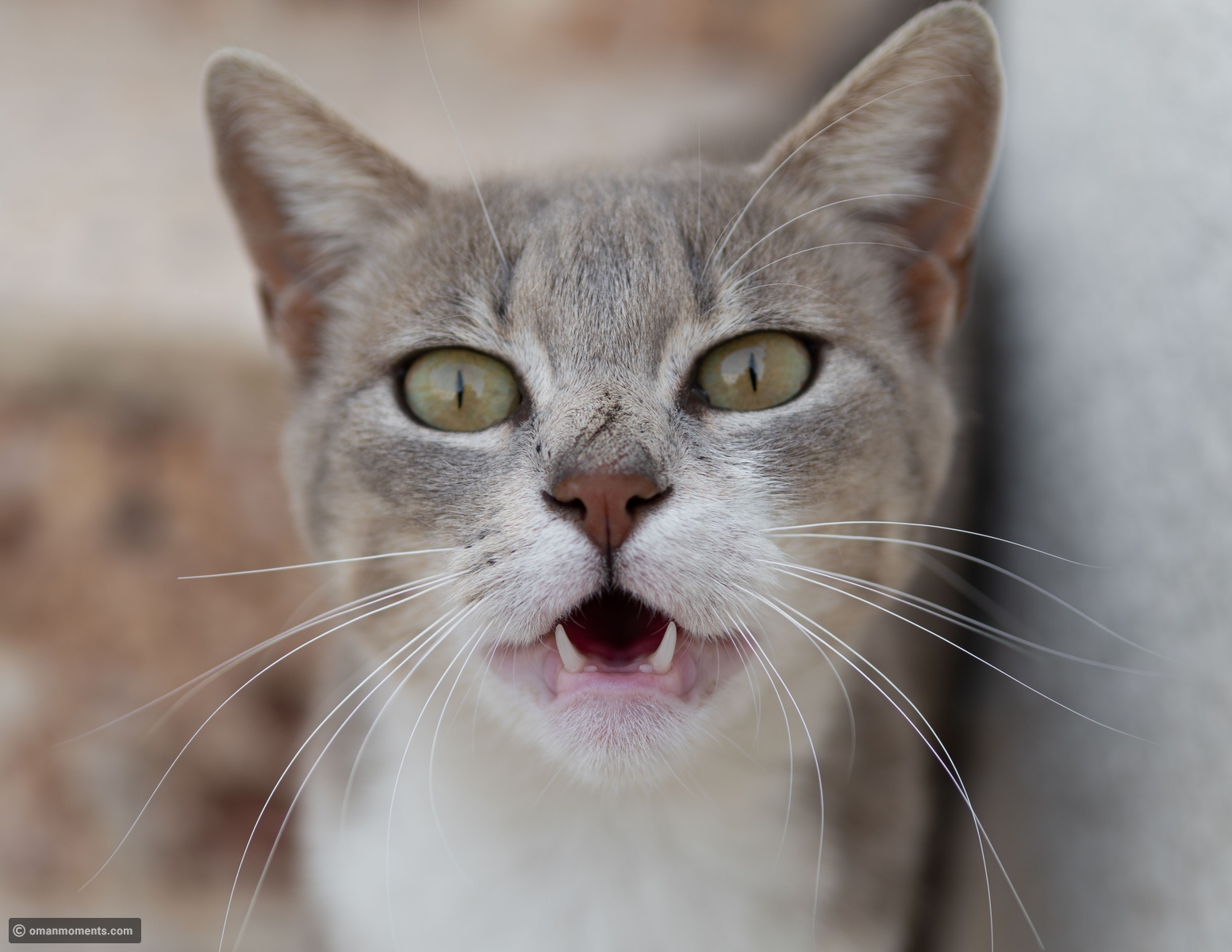 Scientists confirm cats are far more expressive than previously believed