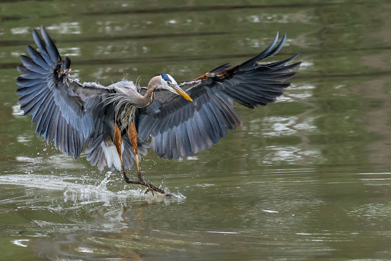 A great blue heron landing on water wings extended and feet touching the surface
