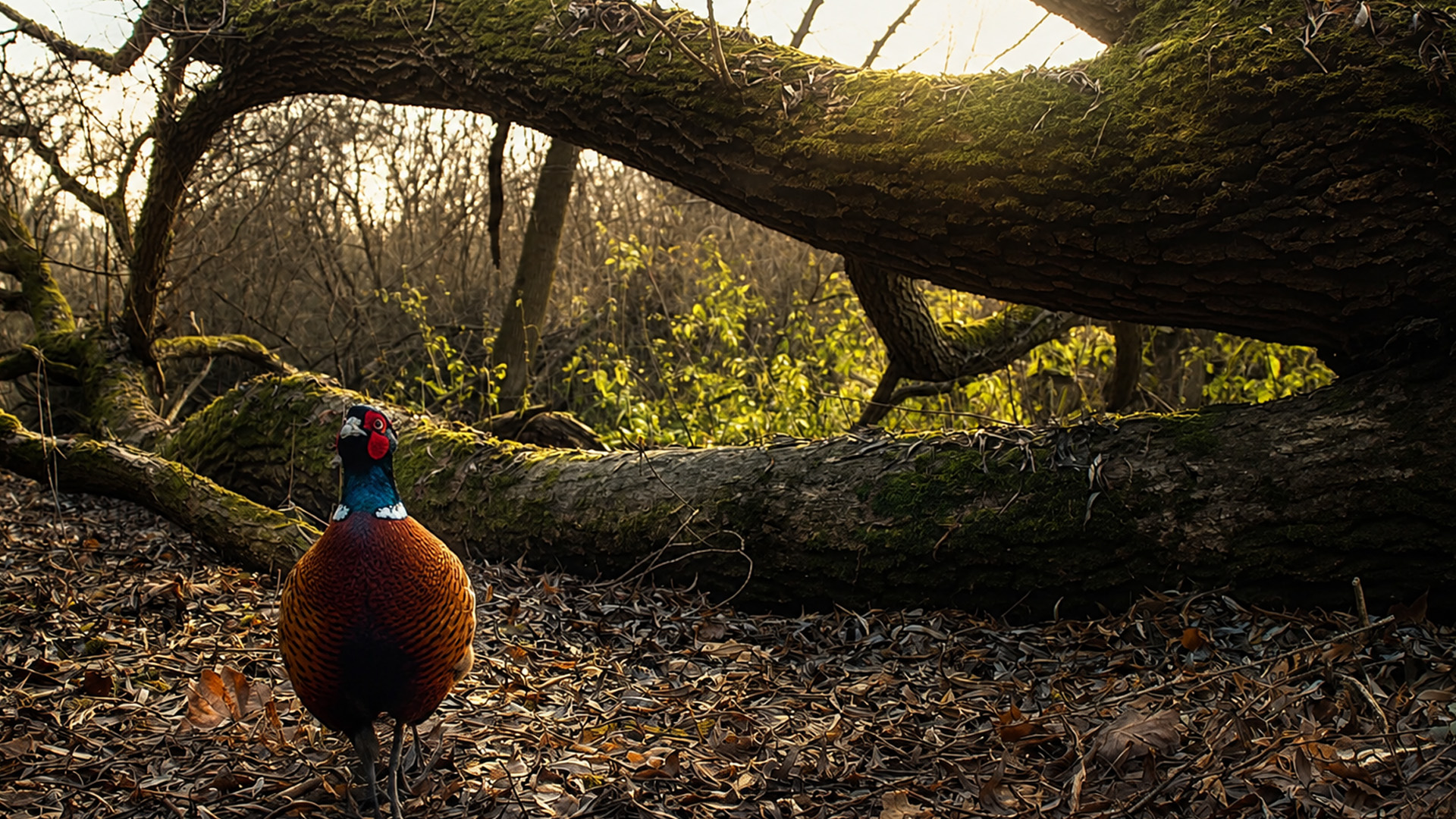 Un piège photographique capture un faisan explorant le sol de la forêt