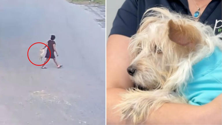 Stray puppy thrown and kicked in Florida dies after brutal abuse ...