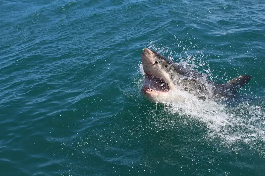 Why scientists track sharks during major weather shifts
