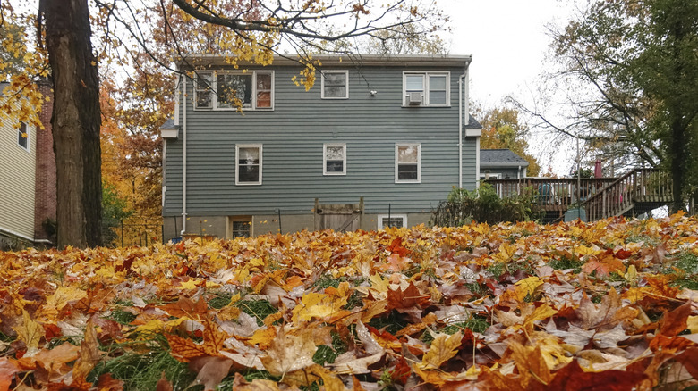 Lawn habits that look messy but help pollinators thrive