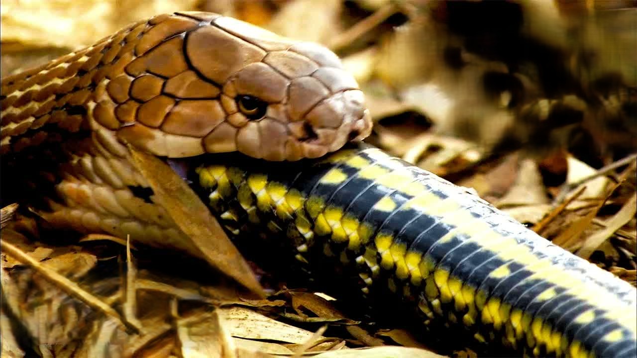 Tracking Africa’s deadliest predators through the jungle
