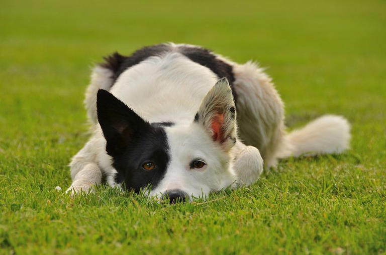 Experts say dogs feel far more than people assume – these 10 emotions ...
