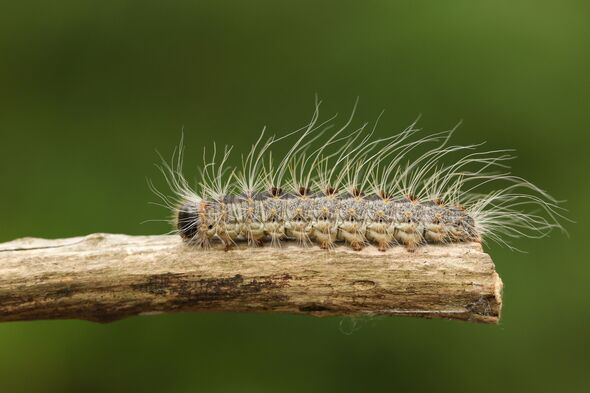 Households in England issued 'do not touch' warning as insect invasion ...
