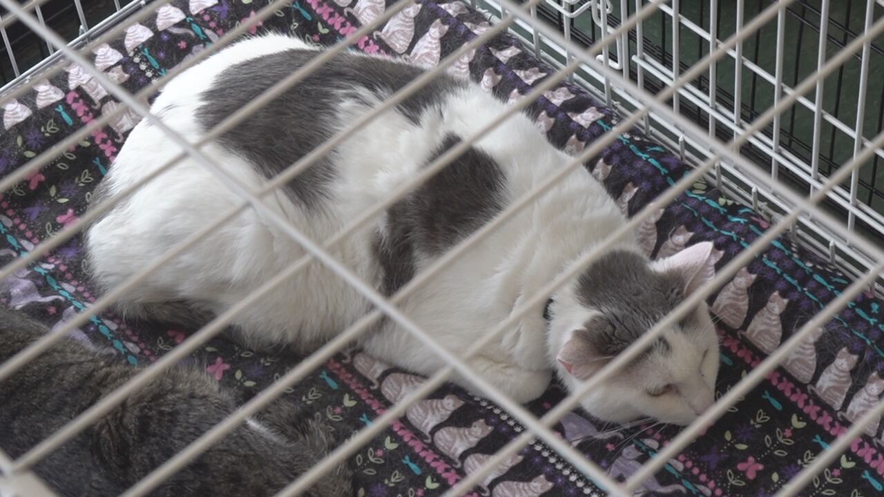 Weekly Petco adoption event shines a spotlight on foster cats in need ...