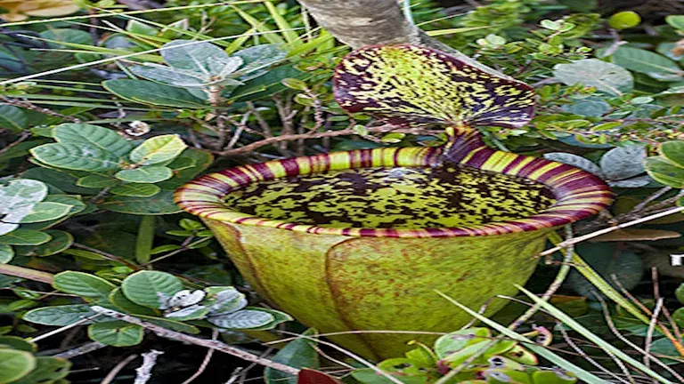 نبات Darlingtonia californica