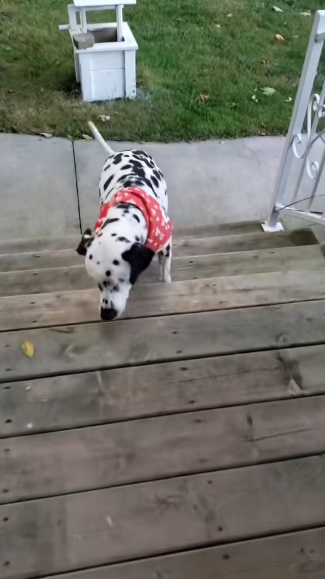 Heartwarming moments with a brave blind dog