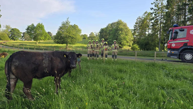 Fire crews in 11-hour rescue of cow from underground ice house